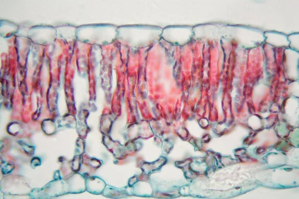 Hoja de algodón bajo el microscopio — Foto de Stock