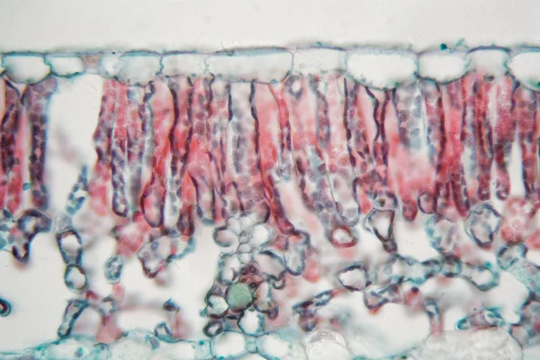 显微镜下的棉叶 — 图库照片