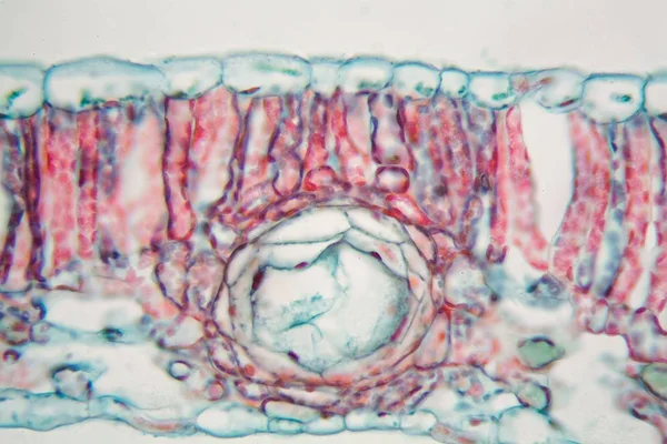 Hoja de algodón bajo el microscopio — Foto de Stock