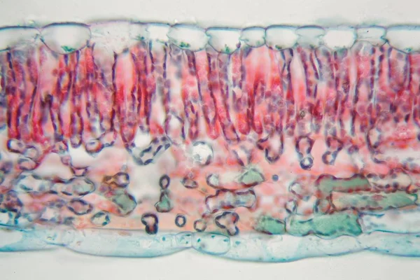 Хлопковый лист под микроскопом — стоковое фото