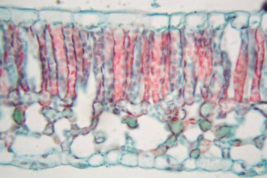 Mikroskop altında pamuk yaprağı