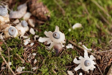 Raylı toprak yıldızının meyve gövdesi (Geastrum quadrifidum)