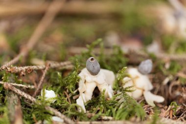 Raylı toprak yıldızının meyve gövdesi (Geastrum quadrifidum)