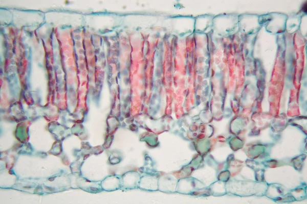 显微镜下的棉叶 — 图库照片