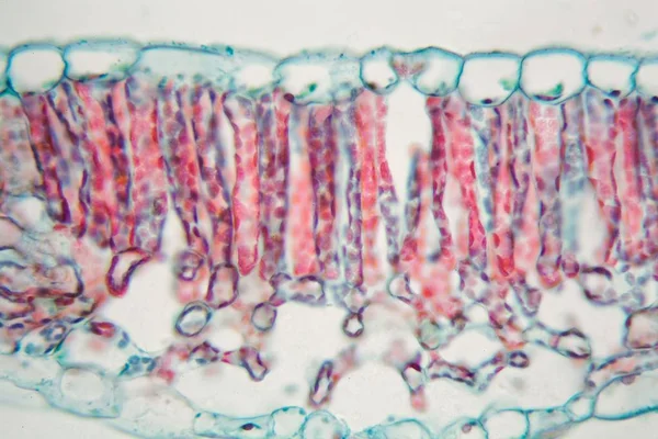 Hoja de algodón bajo el microscopio — Foto de Stock