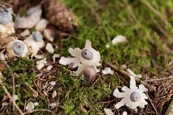 ร่างกายผลไม้ของดาวเคราะห์รังสี (Geastrum quadrifidum ) — ภาพถ่ายสต็อก