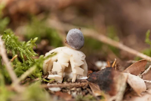 Vruchtlichaam van een geröntgend earthstar (Geastrum quadrifidum) — Stockfoto