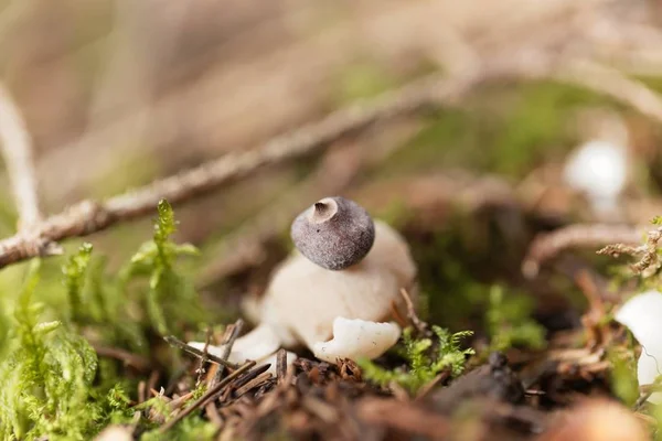 ร่างกายผลไม้ของดาวเคราะห์รังสี (Geastrum quadrifidum ) — ภาพถ่ายสต็อก