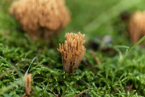 Tinción verde de hongos coralinos (Ramaria abietina ) — Foto de Stock