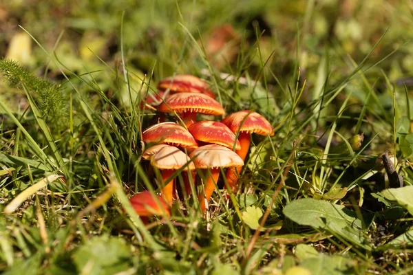 Scarlet hood fungi, Hygrocybe coccinea — Stock Photo, Image