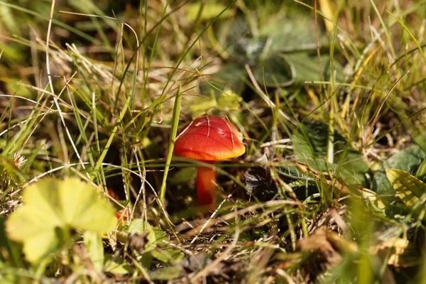 Scarlet Hood schimmels, hygrocybe zwam — Stockfoto