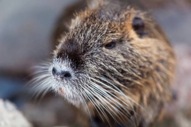 Bir Coypu veya Nutria yüzü