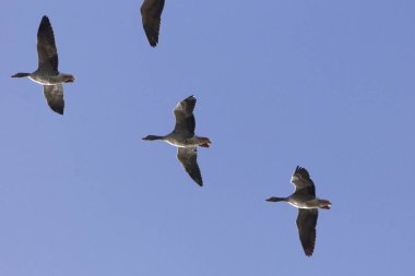 Uçan greylag kaz (Anser anser)
