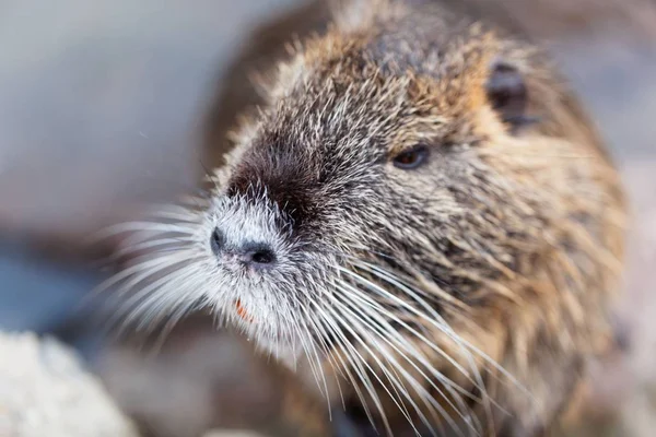 Rosto de um Coypu ou Nutria — Fotografia de Stock