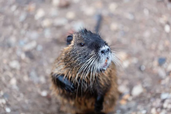 Faccia di un Coypu o Nutria — Foto Stock