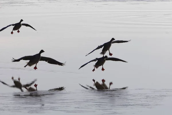 Ganso de Greylag (Anser anser) aterrizando en un lago — Foto de Stock