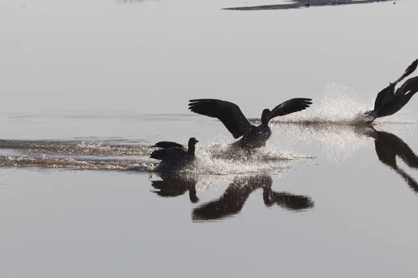 Ganso de Greylag (Anser anser) aterrizando en un lago — Foto de Stock