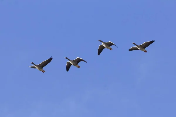 Летучий серый гусь (Anser anser ) — стоковое фото