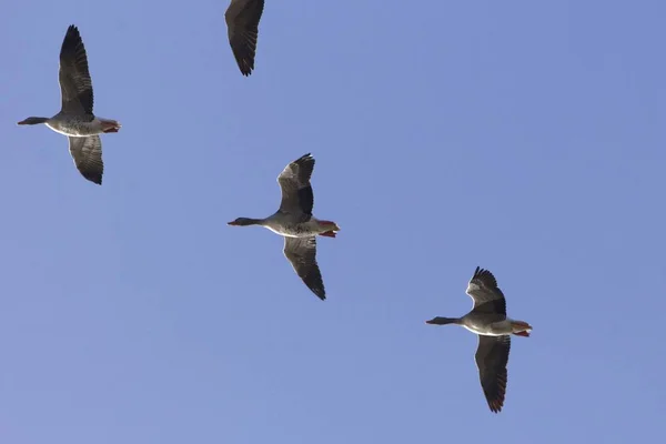 Ganso-cinzento-voador (Anser anser ) — Fotografia de Stock