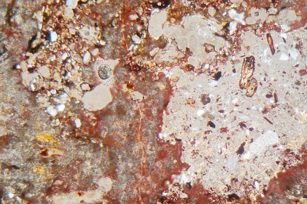Sección delgada de roca suevita bajo el microscopio y en luz polarizada . — Foto de Stock