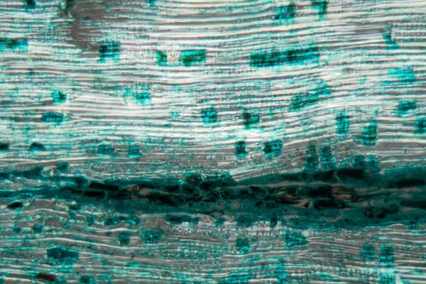Сосна під мікроскопом — стокове фото