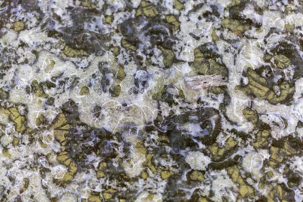Кристаллы льда на зеленой поверхности — стоковое фото