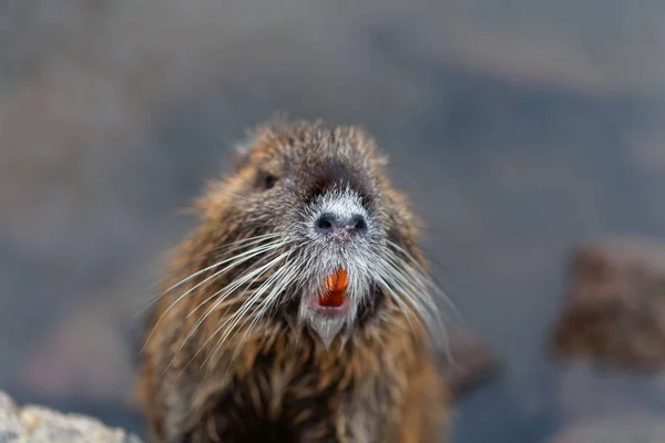 Rostro de un Coypu o Nutria — Foto de Stock