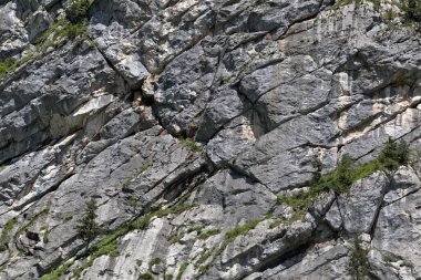 Avusturya'da Steinerne Platte bölgesinde Triyas kireçtaşı yatakları