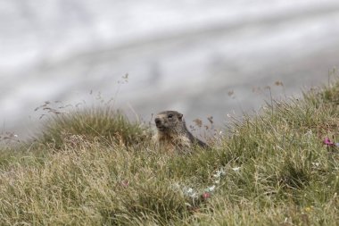 Alp dağ sıçanı (Marmota marmota)