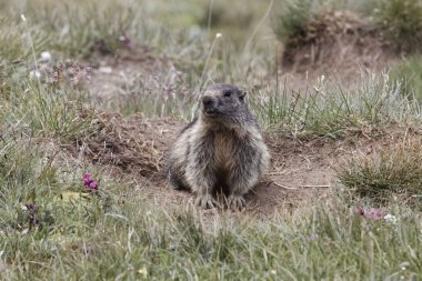 Alp dağ sıçanı (Marmota marmota)