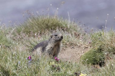 Alp dağ sıçanı (Marmota marmota)