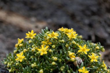 Misk saksafon çiçekleri (Saxifraga moschata) 