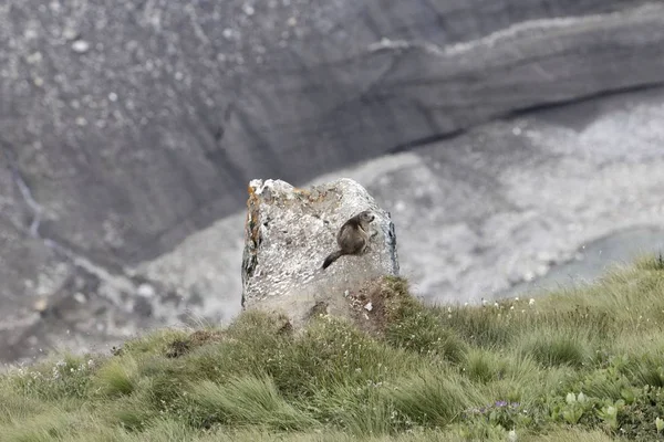 Alpský svišť (Marmota marmota) — Stock fotografie