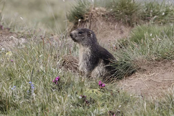 Marmota alpina (Marmota marmota) — Foto de Stock