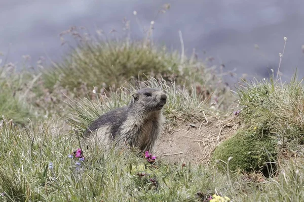 Marmota alpina (Marmota marmota) — Foto de Stock