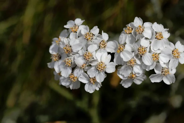 シンプルな放置ミルフォイルの花(アキレア・モシャタ) — ストック写真