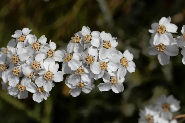 シンプルな放置ミルフォイルの花(アキレア・モシャタ) — ストック写真