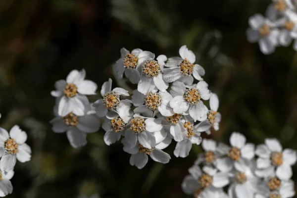 Květiny z prosté odlákané mléčné fólie (Achillea moschata) — Stock fotografie