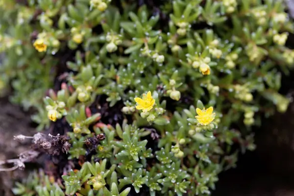 Flowers of musky saxifrage (Saxifraga moschata) — Stock Photo, Image