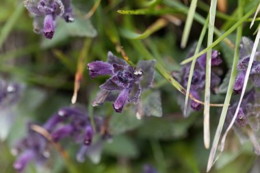 Bir alp bartsia nın çiçekleri (Bartsia alpina)