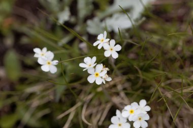 Beyaz kayayasemin Androsace obtusifolia çiçekleri