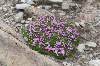 Yosun campion yastık (Silene acaulis)