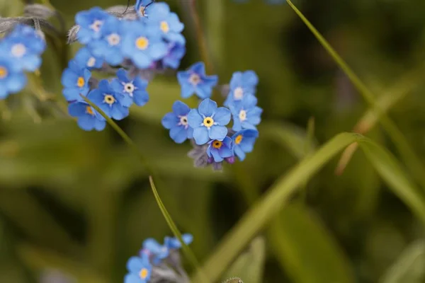 Фелпс (Myosotis festiris) ) — стоковое фото