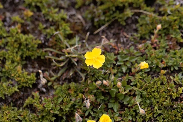 Bloem van de aardbei Potentilla Aurea — Stockfoto