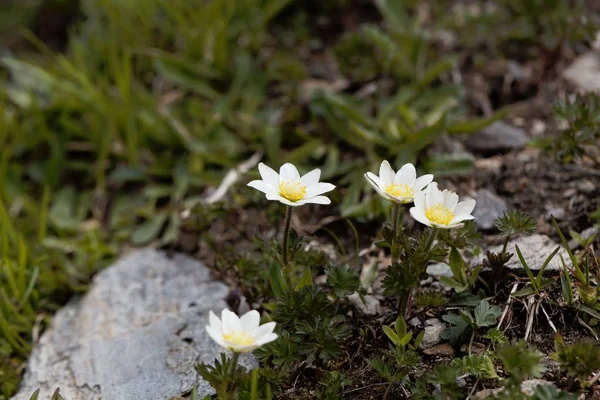 Alpine pasqueflower (Pulsatilla Alpina ssp. austraica) — Stock Fotó