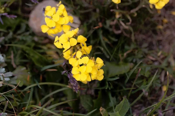 Flor da flor de parede Erysimum sylvestre — Fotografia de Stock