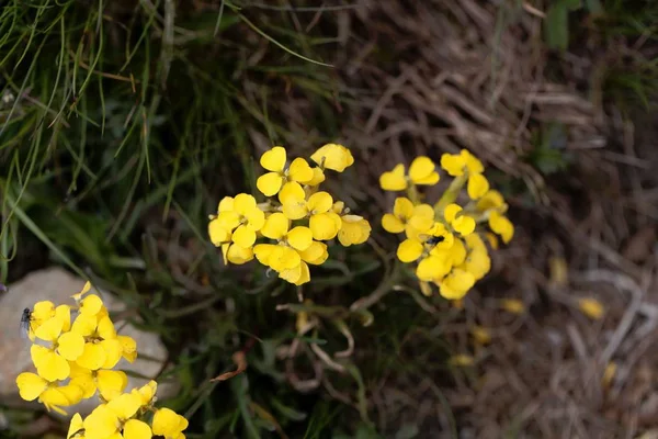 Bloem van de Wallflower Erysimum Sylvestre — Stockfoto