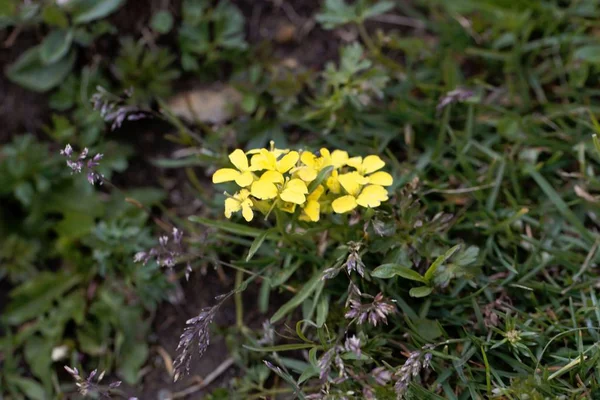 Квітка стіни квітка Erysimum Silvestre — стокове фото