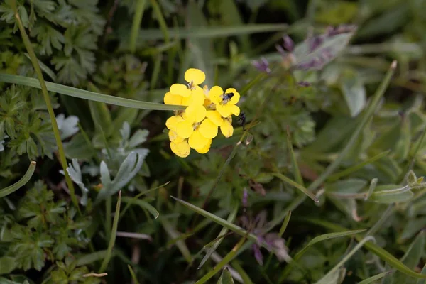 Flor da flor de parede Erysimum sylvestre — Fotografia de Stock