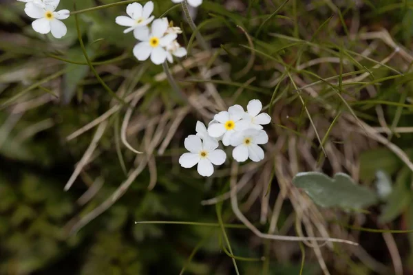 Virágok a fehér rockjasmine Androsace obtusifolia — Stock Fotó